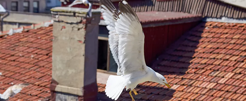 Residential Chimney Animal Removal Solution in Derby, KS